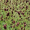 Sanguisorba 
